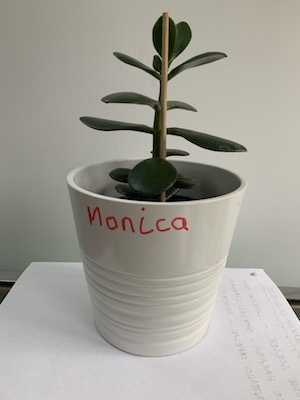 minica money plant